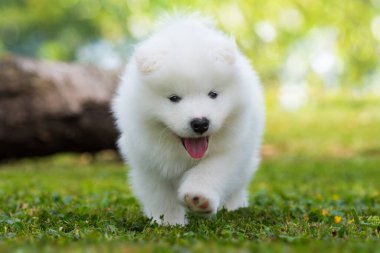 Samoyed köpek yavrusu yaz çayırında