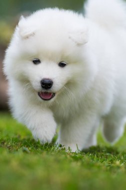 Samoyed köpek yavrusu yaz çayırında