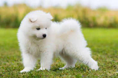 Samoyed köpek yavrusu yaz çayırında