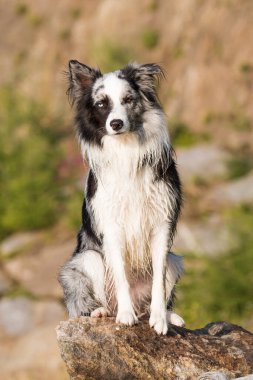 Siyah merle border collie dog doğada