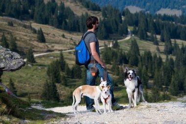 Avusturalya 'da köpeklerle yürümek