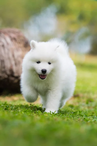 Samoyed puppy in a summer meadow