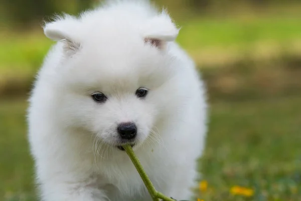 Samoyed puppy in a summer meadow