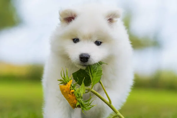 Samoyed puppy in a summer meadow