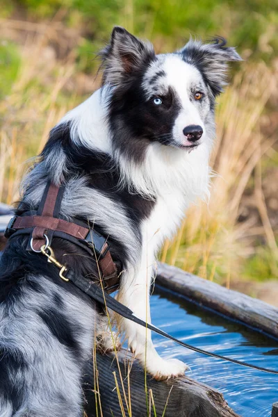 Tasmalı bir çoban köpeği