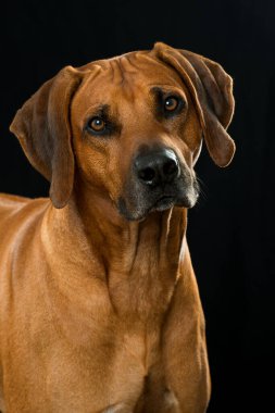 Siyah arka planda Rodezya gergedanı köpeği