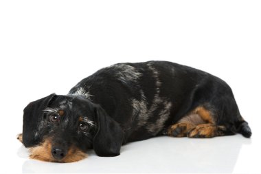 Kablo saçlı kaplan dachshund beyaz üzerinde izole