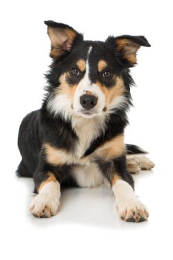 Sınır çoban köpeği beyaz arkaplanda izole edildi