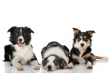 Sınır çoban köpeği beyaz arkaplanda izole edildi