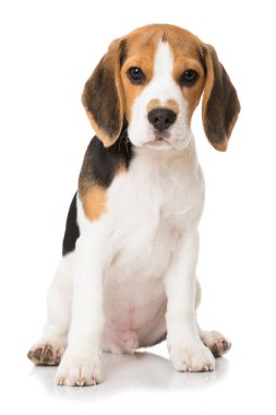 Beyaz köpek yavrusu.