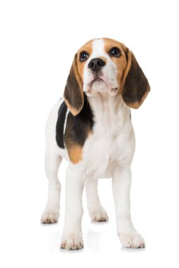 Beyaz köpek yavrusu.