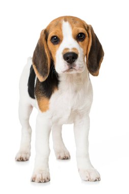 Beyaz köpek yavrusu.