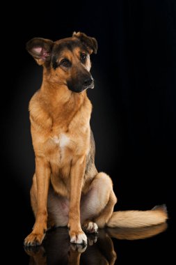 Siyah arka planda melez köpek.