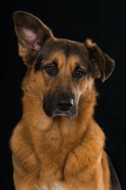 Siyah arka planda melez köpek.