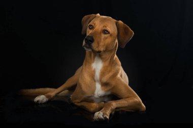 Siyah arka planda büyük bir köpek,