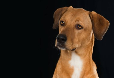 Siyah arka planda büyük bir köpek,