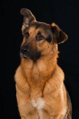 Siyah arka planda melez köpek.