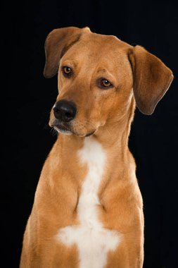 Siyah arka planda büyük bir köpek,