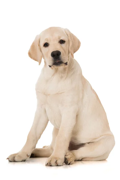 Cachorro Labrador Aislado Sobre Fondo Blanco — Foto de Stock