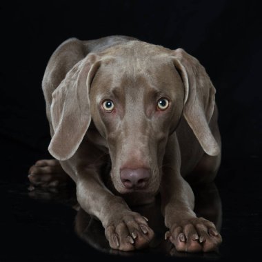 Siyah arka planda Weimaraner köpeği