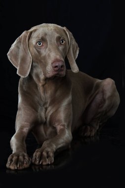 Siyah arka planda Weimaraner köpeği