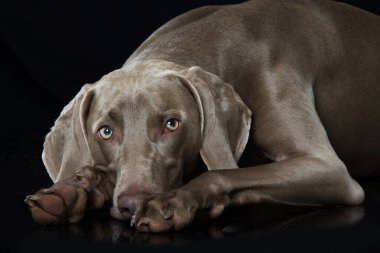 Siyah arka planda Weimaraner köpeği