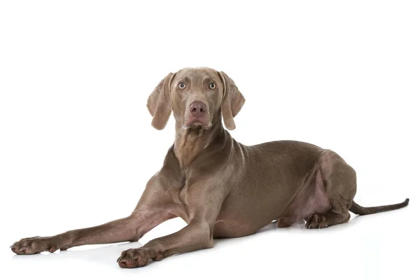 Weimaraner Σκυλί Λευκό Φόντο — Φωτογραφία Αρχείου