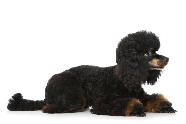 Kaniş beyaz arkaplanda izole bir şekilde yatıyor