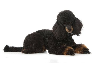 Kaniş beyaz arkaplanda izole bir şekilde yatıyor