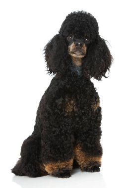 Kaniş beyaz arkaplanda izole edildi