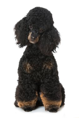 Kaniş beyaz arkaplanda izole edildi