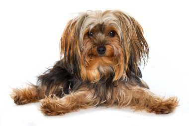 Yorkshire Teriyeri beyaz arkaplanda izole edildi