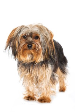 Yorkshire Teriyeri beyaz arkaplanda izole edildi