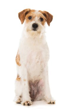 Kromfohrlander dog isolated on white background