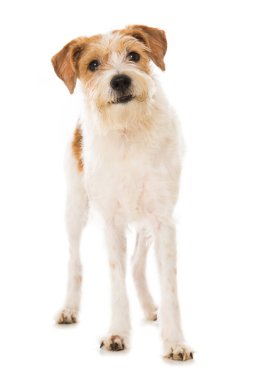 Kromfohrlander dog isolated on white background