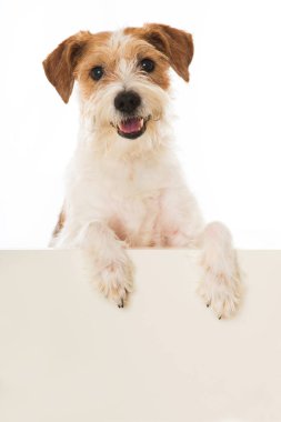 Kromfohrlander dog looking over a wall isolated on white background