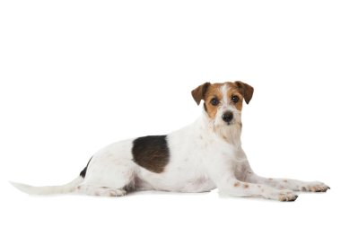 Kromfohrlander dog isolated on white background