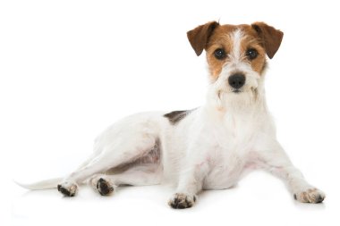 Kromfohrlander dog isolated on white background