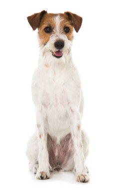 Kromfohrlander dog isolated on white background