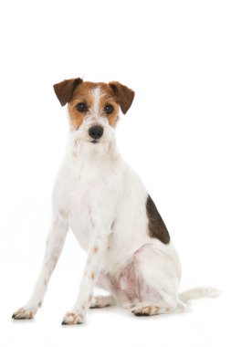 Kromfohrlander dog isolated on white background