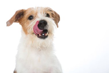 Kromfohrlander dog isolated on white background
