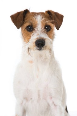 Kromfohrlander dog isolated on white background