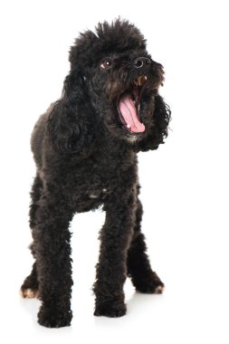 Toy poodle isolated on white