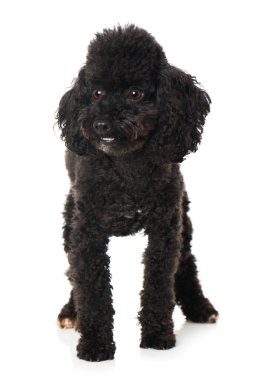 Toy poodle isolated on white