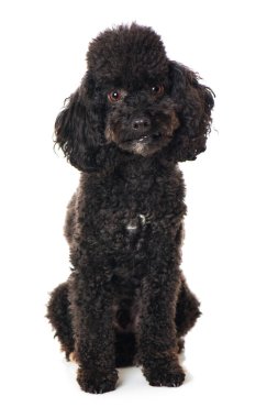 Toy poodle isolated on white