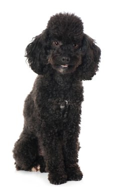 Toy poodle isolated on white