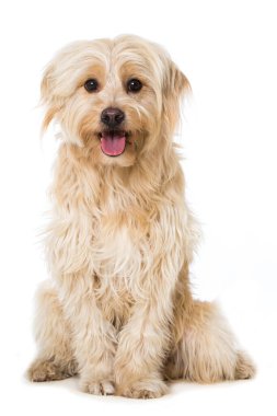 Şirin melez köpek.