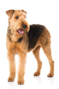 Airedale Teriyer Köpeği beyazda izole edilmiş