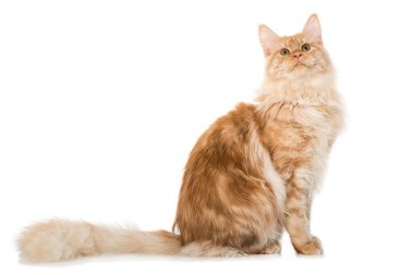 Maine Rakun Kedisi beyazda izole edilmiş