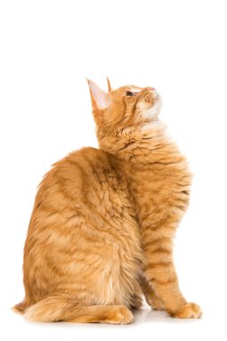 Maine Rakun Kedisi beyazda izole edilmiş